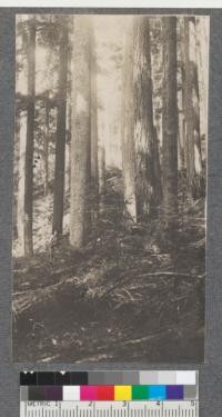 Western White Pine, Douglas Fir and Western Hemlock on slopes of Pugh Mountain, Snoqualmie National Forest, Washington