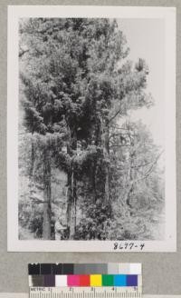 Big-cone spruce, Pseudotsuga macrocarpa, near Keen Camp Summit on State Highway 74. Elevation 4900 with Everett Stanford. June 1953. Metcalf