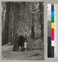 Goosepen redwood tree in Bolling Grove. Redwood Highway near Myers. 7 ...