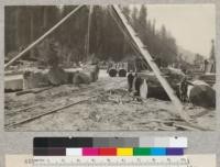 Yard at South Fork Station. Redwood veneer bolts in foreground. Dyerville Flat timber in background. 9-2-28, E.F
