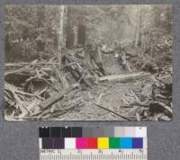 Tie cutting in Freshwater second growth. Remains of veteran which yielded 240 ties, at average profit of 30 cents a tie. Almost no damage to second growth. Cordwood to be made from refuse. September 1922