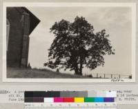 A good specimen of Tree of Heaven, Ailanthus glandulosa, near old St. Ann's Church, Columbia, California. Largest stem 18 inches. June 1927. E. Fritz