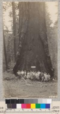 The Hart Tree (Sequoia gigantea) in Redwood Canyon near Whitaker's Forest is a mighty tree, but badly scarred on the uphill side. It took all the people shown here to span the base of it