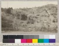 Smith Creek thinning plot laid out by Pemberton in fall of 1922 and thinned. All swept by fire in September, 1923, and the experiment ruined. Live sprouts to left are in the thinned portion, but even here over 3/4 of the sprouts were killed