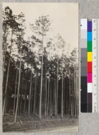 A 35 year old "old field" type of loblolly and shortleaf pine along the state highway near Crossett, Arkansas. E.F. April, 1929