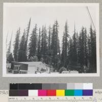 Redwood Region. A virgin stand, south edge of Weott. For comparison with earlier photos. Spike tops. 9-14-52. E.F. 1/50 - 16