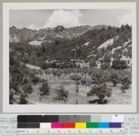 Quercus agrifolia - View N.E. from a point 1/4 mile north on old Lawley Toll Road from intersection of that road at what is known as Lincoln's corner with State Highway #29. J. N. Fiske, #3945, May 30, 1942. (1) Palisade Range; (2) Approximate location of large coast live oak at Smith Homestead or Mangus property; (3) Hoisting Works Canyon; (4) A. L. Hawke Poultry Ranch, "The Maples"; (5) John K. Garnett prune orchard