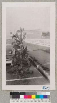 Mrs. Lester and one of the Monterey pines cut from the Hihn place which she bought for her Christmas tree, 1951. This tree shows 4 years of growth and was probably only 6 years old from seed. Dec. 1951. Metcalf