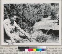 Removal of competing branches from this "turn-up" tree at Treehaven will enable it to develop into a symmetrical Christmas tree in 2 or 3 years. In most cases it is well to leave a little foliage at the base to shade the stump and prevent sunburn. Tree cut Dec. 1950. Metcalf