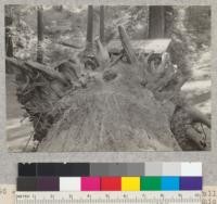 Root system of a 12-foot redwood windfall, Richardson Grove. Slightly stereographic with #5595. April, 1933. E.F