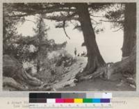 A Mount Wilson trail vista in the Big Cone Spruce country. Los Angeles County, California. A. Hall, March, 1925