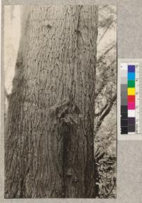 The trunk of a large California Nutmeg growing near Ross's cabin on an alder and pepper wood flat on Big River near Mendocino, Boyles Camp Road. This tree is 47'' diameter at breast height, but not over 110 feet high. A boring made at the breast height indicates that the tree is making rapid growth. At the time the picture was taken the ground was full of cast off flowers which seemed to be of the staminate form. May, 1923