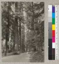 Redwood Highway north of Stephens Grove, Humboldt County, California (looking south). F16, 1 minute. E. F. August 1, 1932