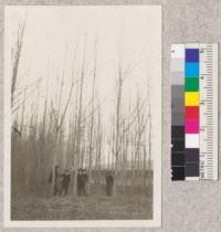 Forestry 106 - class under the cottonwoods at Niles Nursery. Fall, 1920