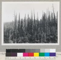 Redwood Region. Effect of Sept. 1945 fire. Leggett Valley. Photo from Highway 101. 9-14-52. E.F