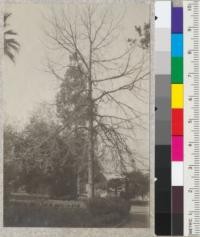 Library Park, Pasadena. A fine Quercus macrocarpa with Pinus canariensis in background. Dark shrub is Cryptomeria elegans