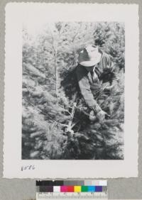 Stubs from 2 "turn-up" Douglas fir on same stump, Crouch Ranch, Monterey County. First tree planted about 1940; first tree sold 1945 or '46; turn-up sold since then; a third one developing. Sept. 1951. Metcalf