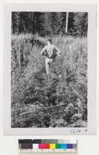 Wind River Station, Carson, Wash. Clear cutting area of 1945 with reproduction of Douglas fir and hemlock among firewood and ferns. Metcalf. Oct. 1952