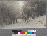 Monterey Pine plantation, Redwood Peak, near Oakland, California