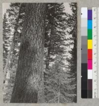 Sugar Pine, 44 inch diameter at breast height, showing basal bark. Upper trunk in Photo No. 6531. Spring Hill trail, near Camp Califorest, Plumas County, California. May 27, 1939. E. F