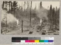 Yosemite Lumber Company, one of the settings of Camp 15 in Yosemite National Park. High lead yarding engine to left