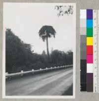 Redwood. Umbrella-topped tree, along Coast Highway above and south of State Park headquarters. About 30" in diameter. 11-7-44, E.F