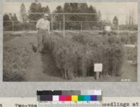 Two-year old Monterey pine seedlings at the Eddy Tree Breeding Station at Placerville show influence of crowding. Mr. Lumsden in charge of the nursery had thinned some of these to different densities. August and Spetember, 1927. Metcalf