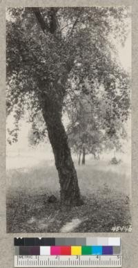 One of the largest cork oaks in 24-year old plantation, Chico. Metcalf. Sept. 1928