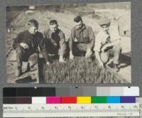 The class in Forestry 106, Artificial Reproduction, fall of 1916. Left to right: Blair, Gowen, Warren, and Grizzle. Bed of nine months old South African cypress (Widdringtonia whitei)