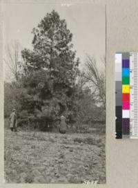 A fine specimen of Bhotan Pine (Pinus excelsa) on the Patterson Ranch, California. May 1935. Metcalf