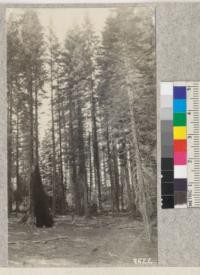 The edge of Rubicon River White Fir plot #1 with large Sugar Pine snag in foreground. This tree evidently prevented growth of White Fir beneath its shade. Near this plot there had been a fine mature stand of Red Fir which was mostly windthrown. Metcalf, 1925