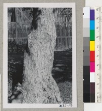 Trunk of sugarbush, Rhus ovata, on lawn at Date Experiment Station. 10 inches in diameter. This is usually a shrub on the Southern California foothills. Metcalf. Dec. 1952