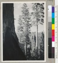 Old Sequoia gigantea - Ponderosa pine - young sequoia reproduction - Whitaker's Forest - Spring 1944