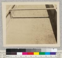 Uniform "checkerboard" distribution of seed planted by means of the veneer planting board with holes spaced so as to give 49 holes to the square foot. Seed in foreground is western yellow pine. That beyond the shadow is sugar pine. May 12, 1926. Eddy Tree Breeding Station