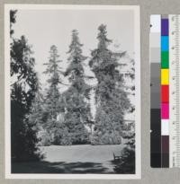 Planted redwood. South side, State Capitol, Sacremento, California. Feb. 24, 1945. E. F