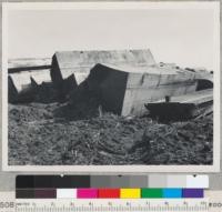 Redwood Region. Chain-saw ripped redwood logs. Coast Redwood Company near Samoa, California. Some large logs are quartered. Surfaces are straight and flat. E.F. 9-30-50. (80" x 16')