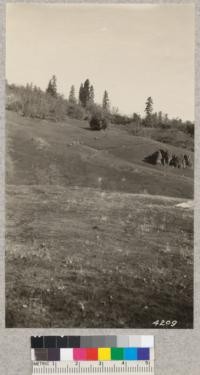 Seven head of Rocky Mountain elk in pasture on Henshaw Ranch, Mendocino County. Mar. 16, 1928. H. E. M