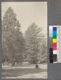 Bidwell Grounds, Chico. At left Libocedrus decurrens. At right: Cupressus macrocarpa? [sic] Trees do not bear any cones