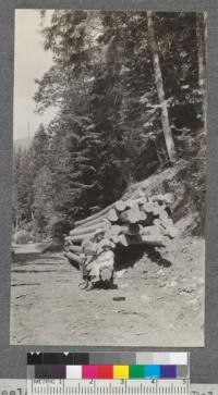 Skidway of peeled Western Red Cedar Poles on road, Capilano Canyon, near N. Vancouver, British Columbia. Poles are skidded with small gasoline donkey engine and light cable