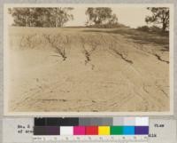 No. 2 - California, Ventura County, along Highway 101. View of eroding field showing detail. February 23, 1932. W. C. Lowdermilk