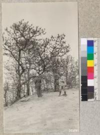 Mendenhall, Hagglund and Dunne of Santa Barbara County under Bishop Pine killed in spring of 1926. All cones open and shedding seeds. July 1926