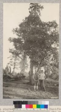 A characteristic specimen of Pacific Post Oak (Quercus Garreyana) along the road from Alturas to Redding. This species is very common here with the yellow pine, incense cedar, and is producing a large crop of acorns this year. Metcalf. July, 1928