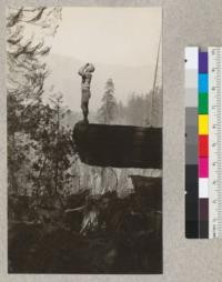Redwood Utilization Study. Tree #841, Dimmick using hypsometer. E. F. August, 1928