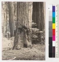 Redwood. A large basal fire scar in process of healing over. Exposed wood surface is convex but at ground line is a hole inviting next fire to do major damage. Wood is punky at base and riddled with termite or black ant work. Upper Bull Creek Flat. 7-3-41, E.F