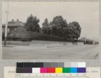 Cupressus Macrocarpa hedge around Carson home in Eureka, California. (7th and I sts.) E. Fritz, June 1929