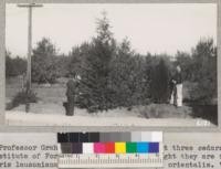 Professor Graham and J. Marshall inspect three cedars at the Institute of Forest Genetics. Left to right they are Chamaecypais lausoniana, Thuja plicata and Thuja orientalis. '37. Metcalf