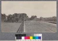 Influence of ocean winds on Eucalyptus at Fort Bragg, Mendocino County. The trees were set out as a windbreak around the lumber yard at the right of the road. It will be noted that the trees in the right foreground are pruned off slightly higher than the fence top. Those in the background which have protection from the natural stand of Bishop Pine (P. muricata) have developed into fairly good trees. The tops of many of these trees were brown when the picture was taken. Feb. 1921