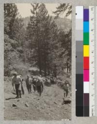 Los Angeles 4-H Club members take a forestry trip through the yellow pine-fir forests of Big Pines Park. Metcalf. 1927