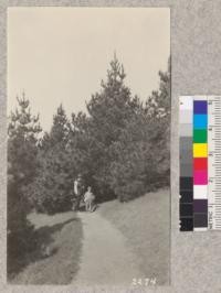 Trail through the Monterey Pines, 14 years old on west side of Grizzly Peak, Berkeley Hills. April 1923