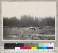 Bull Roosevelt Elk from a wild herd in Prairie Creek State Redwood Park, Humboldt County, California. Elk has come out of forest to feed near custodian's house. Redwood Highway is behind the rail fence. See also #6678-9. 1-4-40, E.F